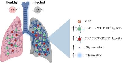 Lung T cell response in COVID-19